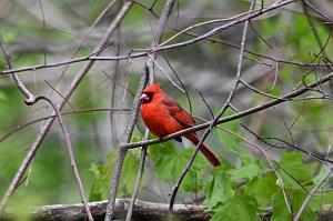 054 Cardinal, Northern, 2023-05018493 Broad Meadow Brook, MA